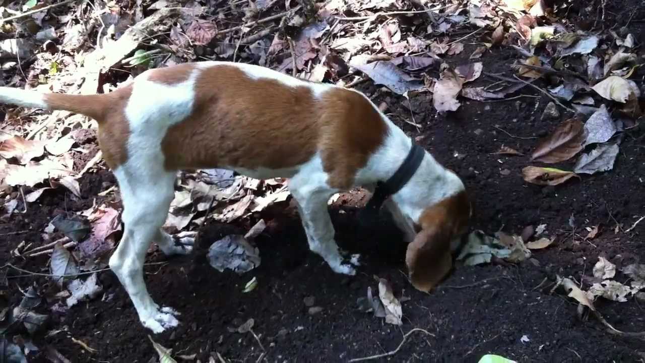 entrenando perro para la lapa