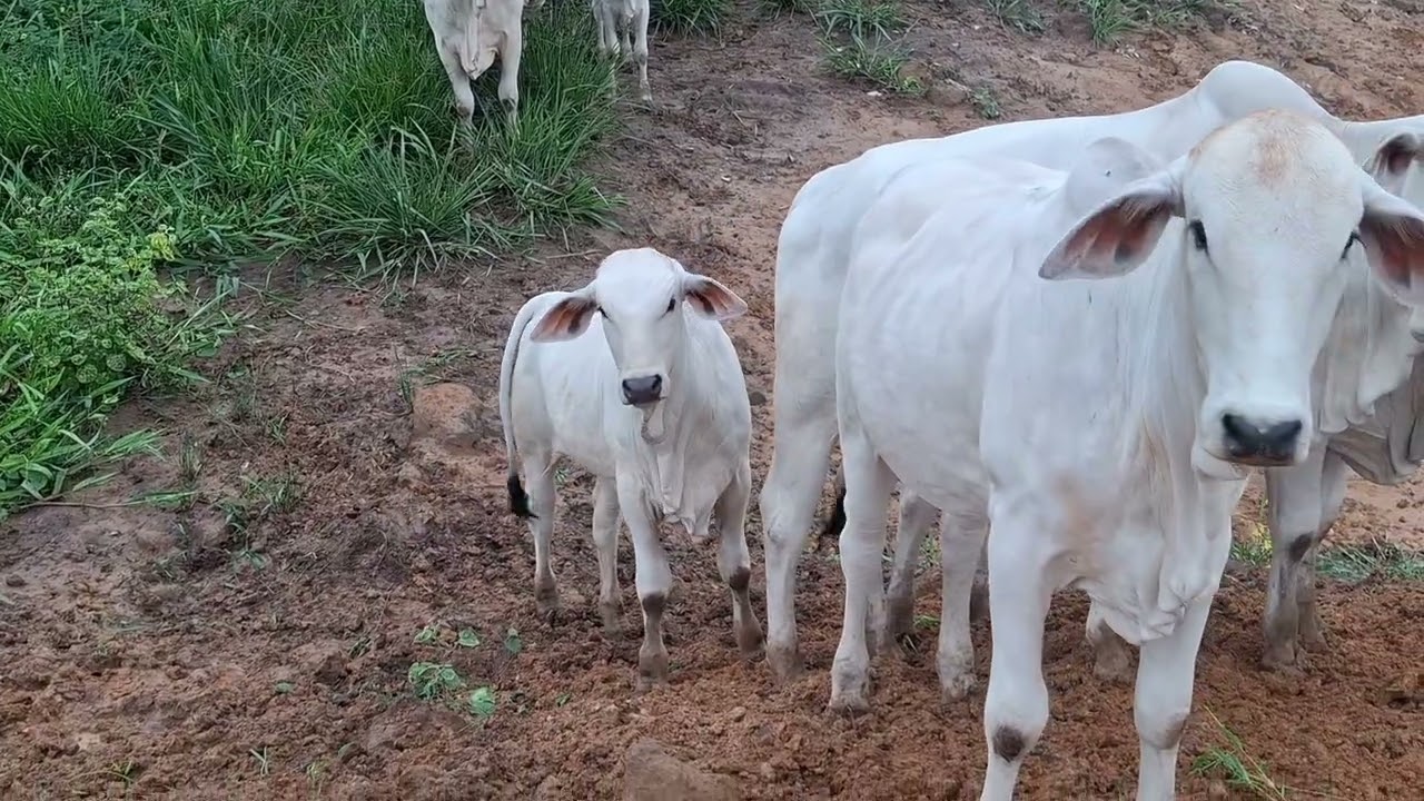 Ela chegou com força! A chuva moderada e boa. Já tem água no baixao. 