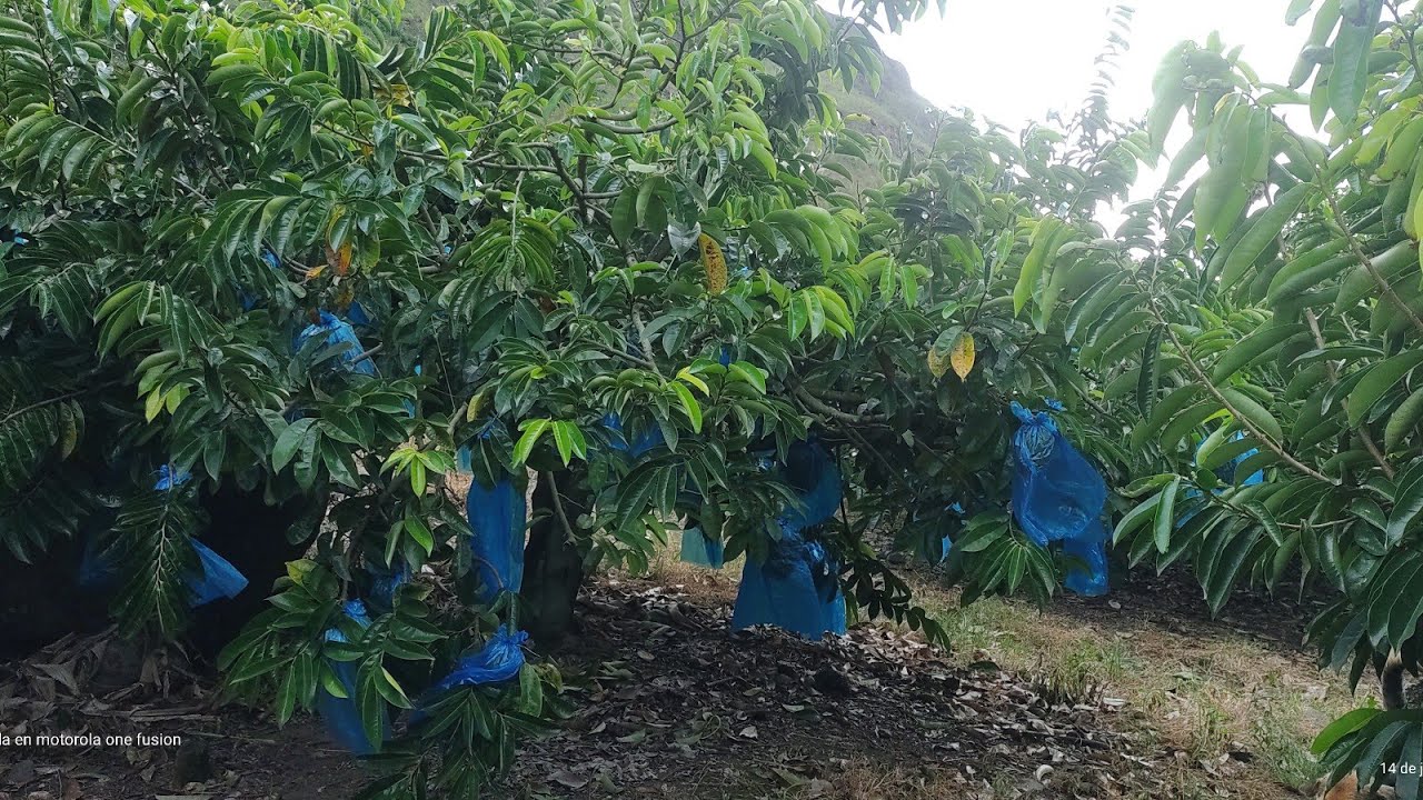 GUANABANA,  MAYOR PRODUCCIÓN HACIENDO ESTO A TUS ARBOLES