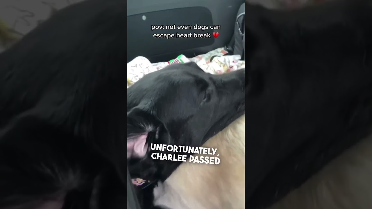 Эта собака была убита горем после смерти своего лучшего друга 💔