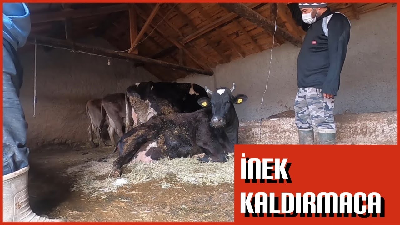 İNEK KALDIRMACA!!!