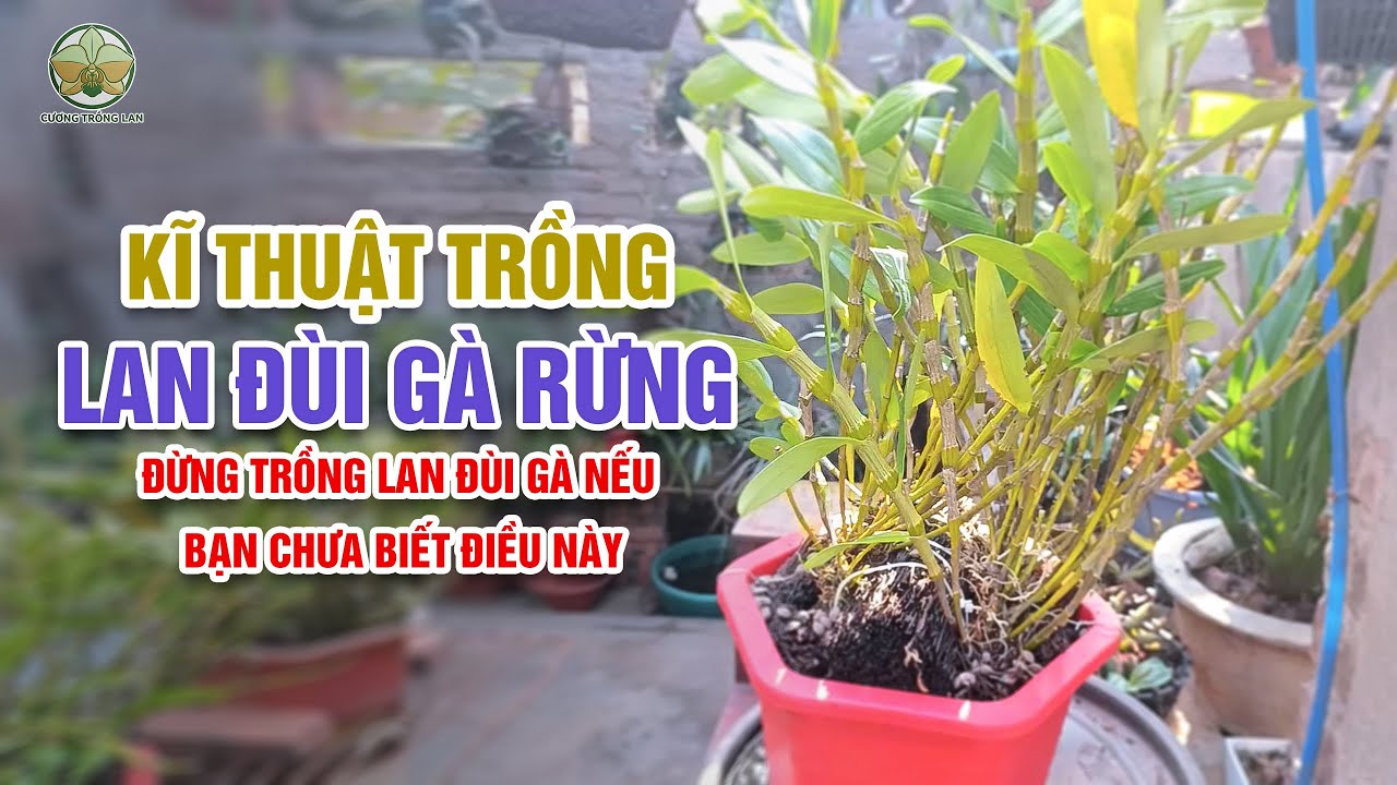 Lan Đùi Gà: Trồng thế nào để cây khỏe, hoa sai và bền màu