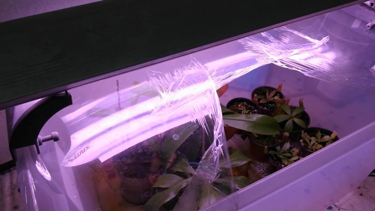 Como mantener una humedad alta (Fácil!!) en nepenthes (sin regar tan seguido) - Plantas Carnívoras