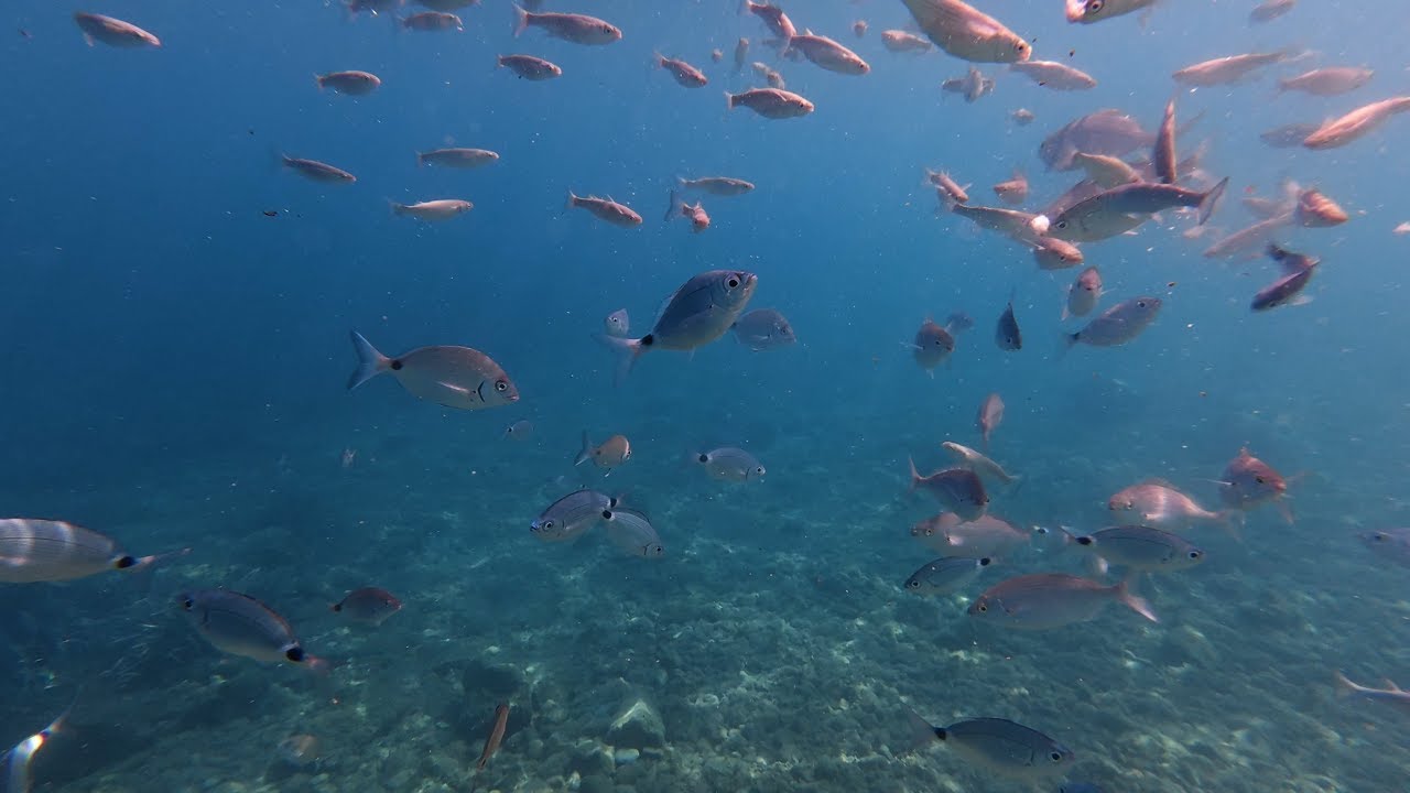 Corfu, Kalami Bay and Fish.mp4