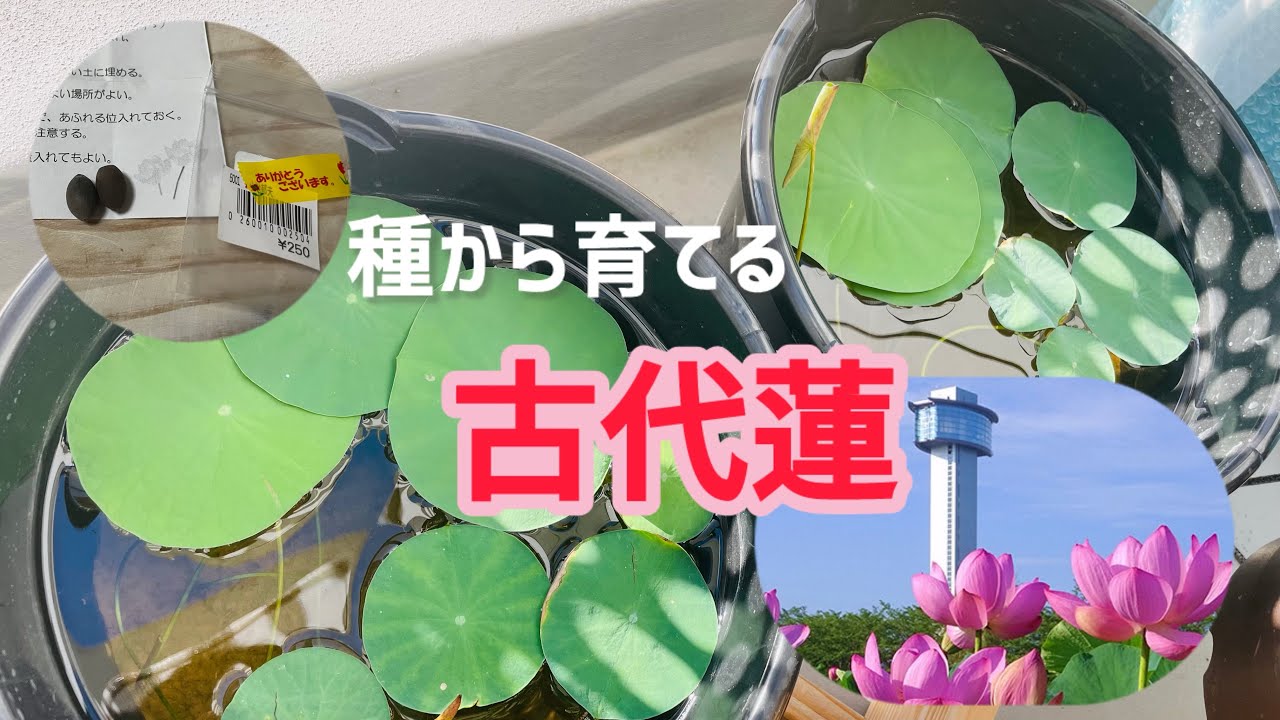 古代蓮を種から育てる（植え付け編）