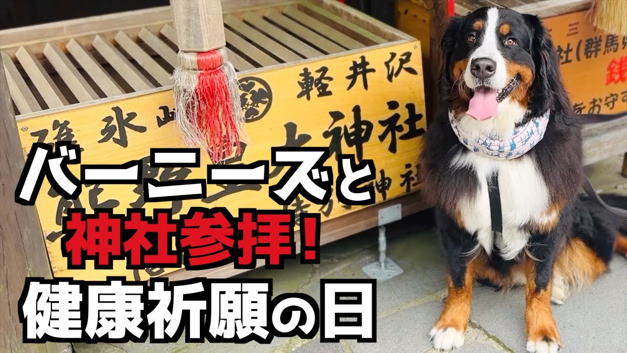 熊野皇大神社＆熊野神社で健康祈願！バーニーズと作る肉球手形🐾