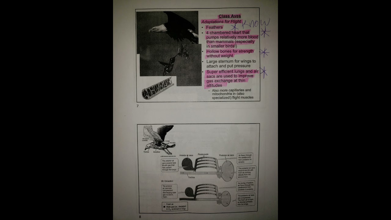 Bio 11 - Phylum Chordata Facts