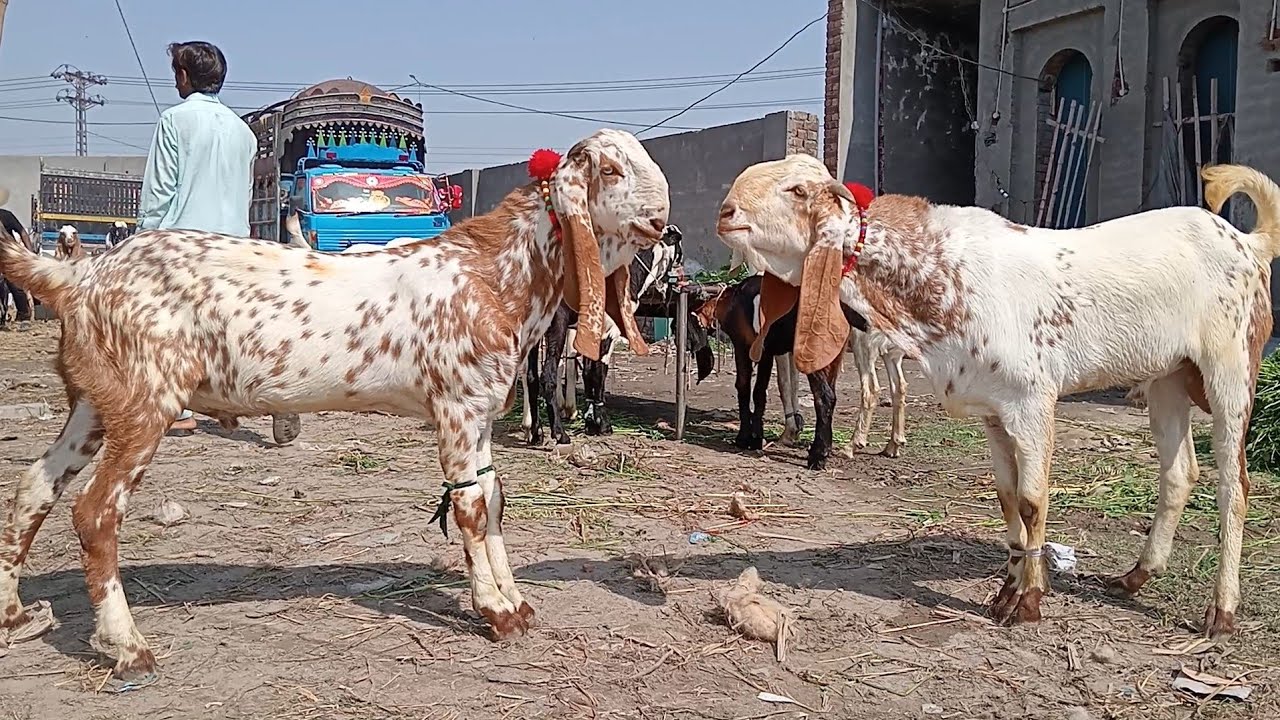 Lahore Mandi update makkhi chini bakre Amritsari bakre kurbani 2026 ka Mal Sajjad Lahori shoq 