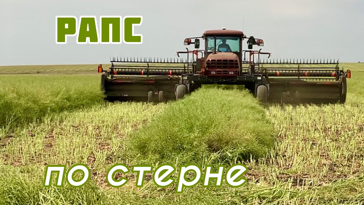Как вырастить рапс по стерне