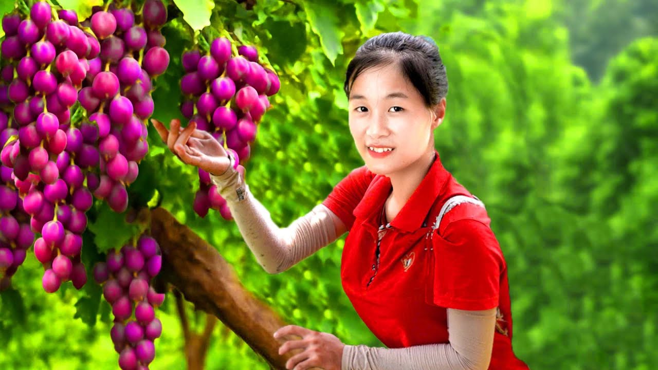 Harvesting Giant Tropical Sweet Grapes Goes To Market Sell | Ella - Free Bushcraft