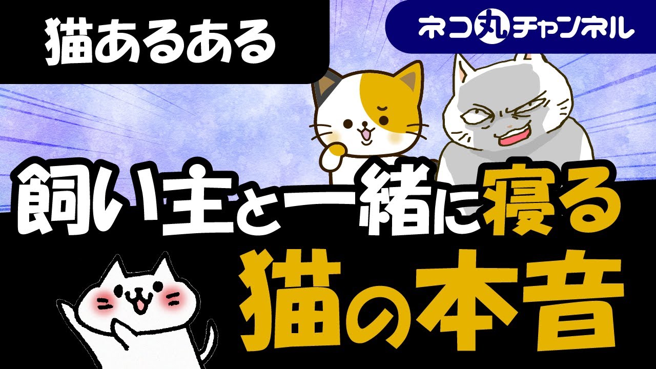 猫が飼い主と一緒に寝るのは5つの本音がある！その理由を解説
