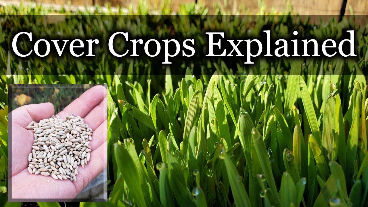 Cover Crops - How To Use Them In Permaculture Gardens And Regenerative Agriculture