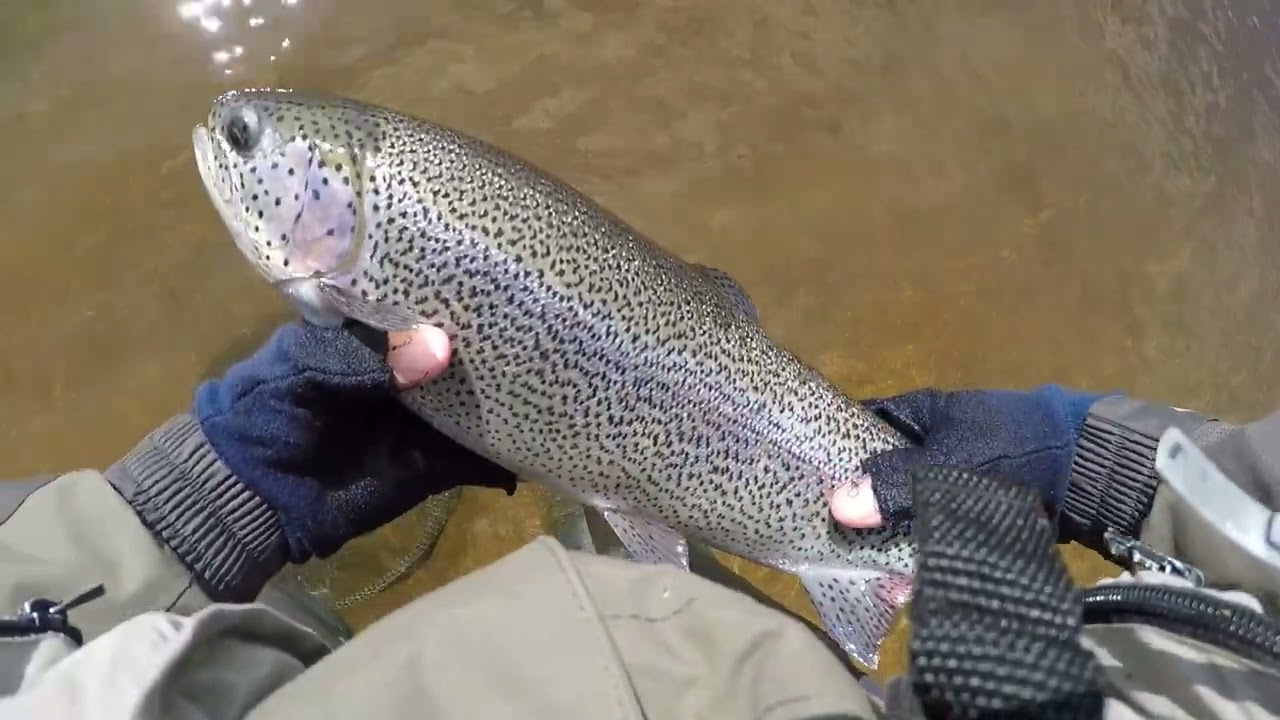 Rhyl and St Asaph Angling Association. Fly fishing for trout at Llyn Brenig.
