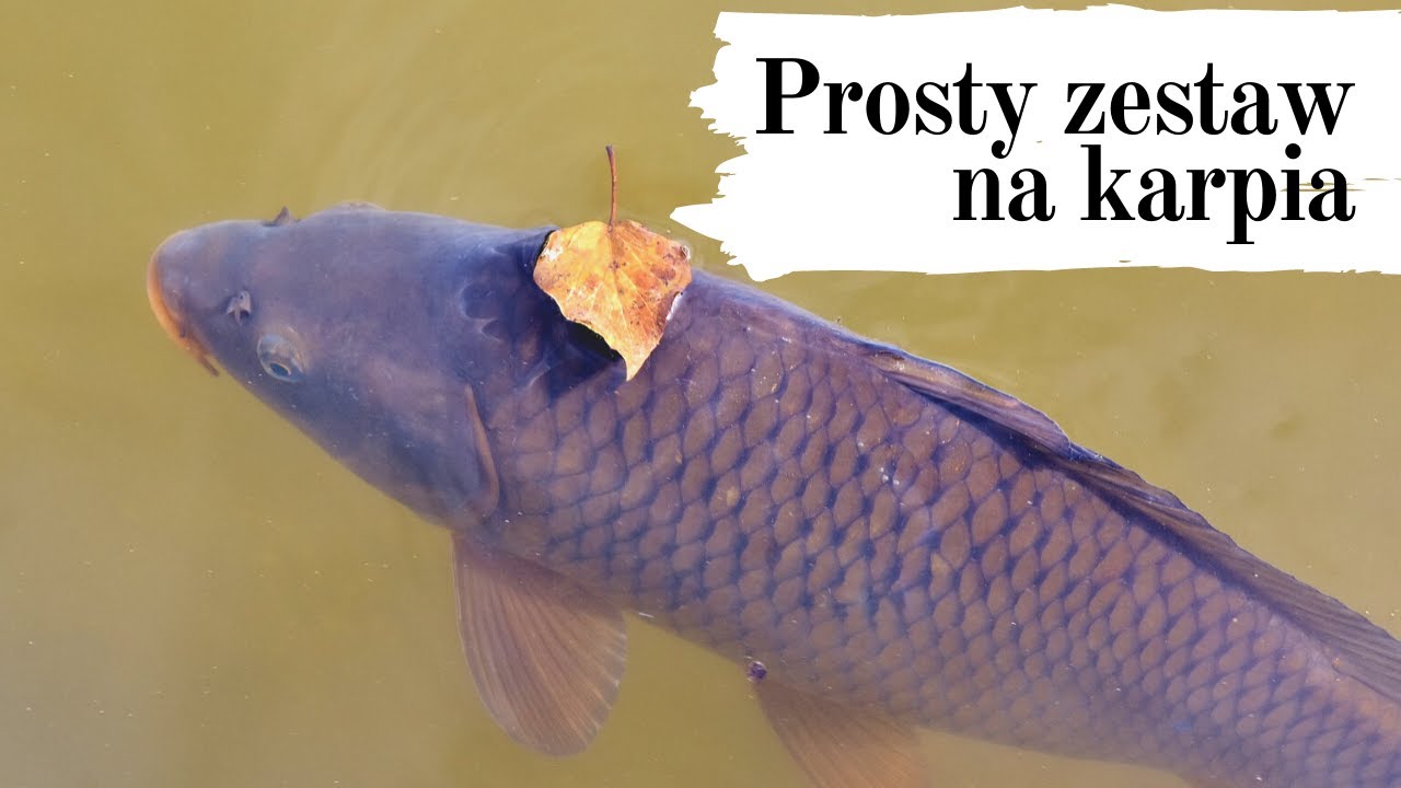 NAJPROSTSZY ZESTAW KARPIOWY / JAK ZROBIĆ ?