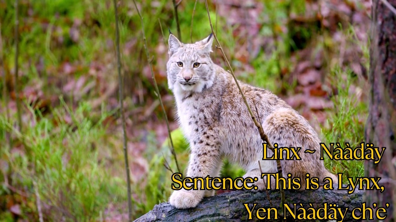 Southern Tutchone Animal Lessons unedited