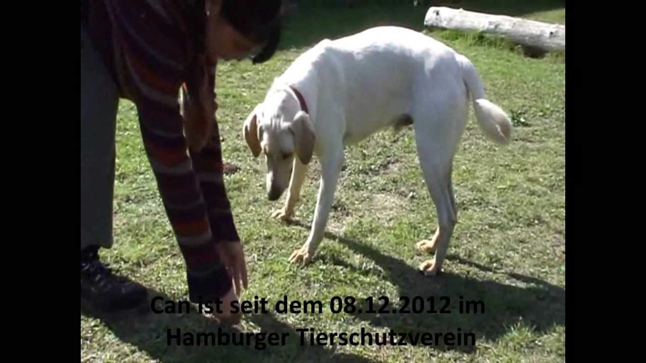 Can 559_A_14 - Tierheim Süderstraße - Hamburger Tierschutzverein v.1841 e.V.