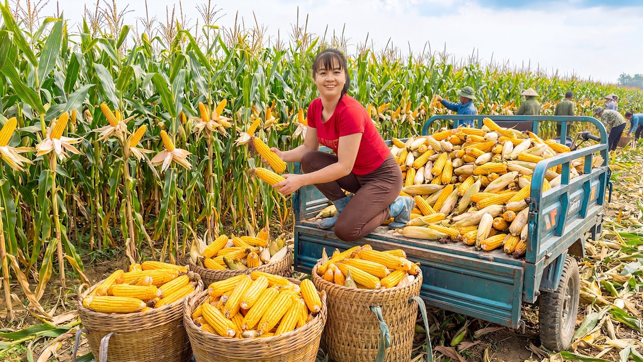 TIMELAPSE -- The First Harvest 1000+ Organic Corn Brought to Market & The Result Many Days of Care