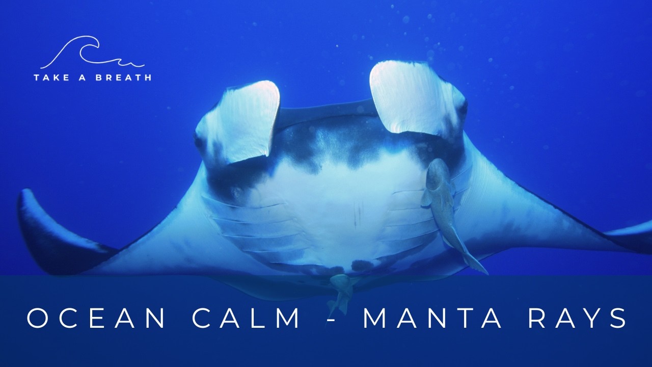 Manta Rays in the Blue  🌊 - 10 Minutes of Relaxation with Nature