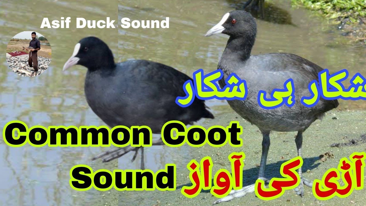 Common coot sound || Coot birds hunting || All duck Call sound