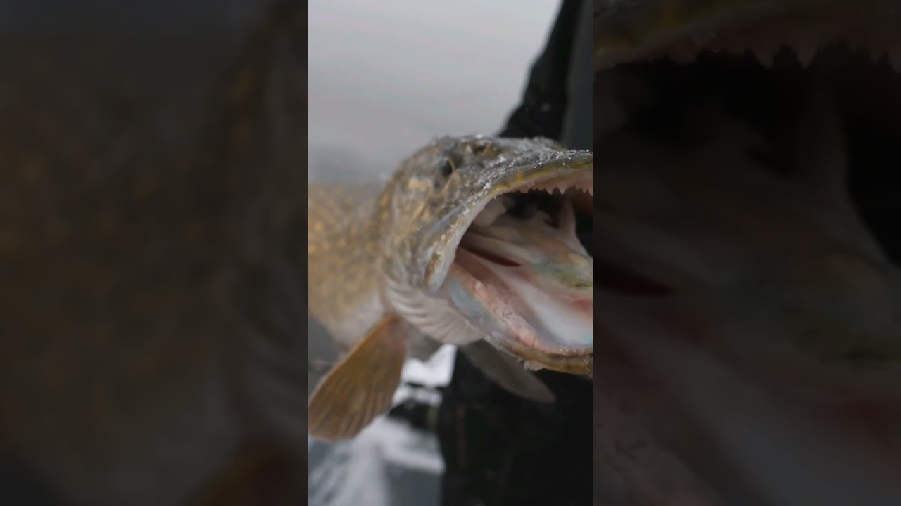 Very Big Pike❗️Ogromny Szczupak 🐊