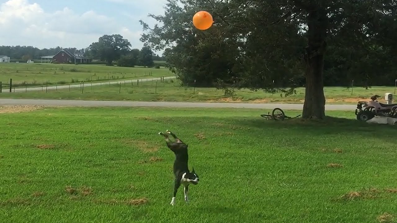 High-flying Boston Terrier refuses to let balloon touch ground