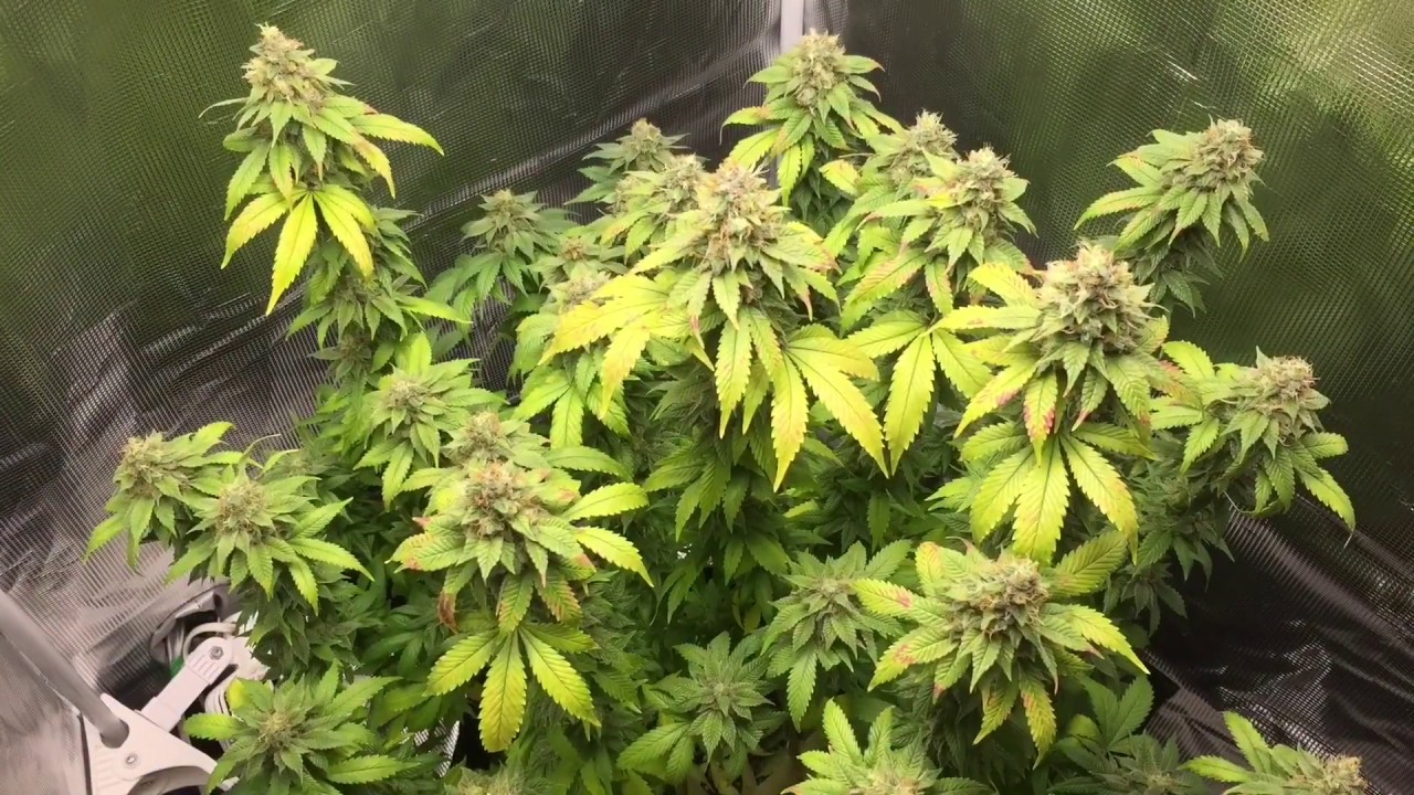 Blue Orbit Cannabis Flower Cycle Time-laps