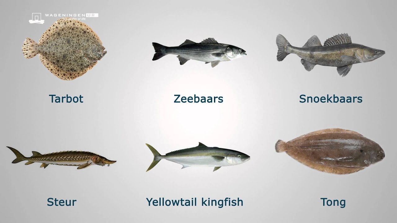 Ontwikkeling aquacultuur met focus op dierenwelzijn - Dierenwelzijn in beeld