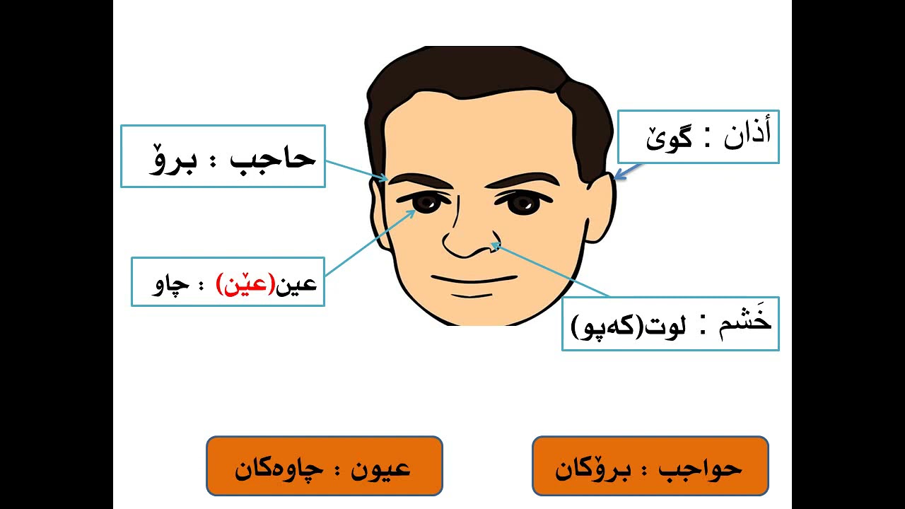 فێربوونی عەرەبی عێراقی: ئەندامەكانی لەش ferbwni arabi iraqi