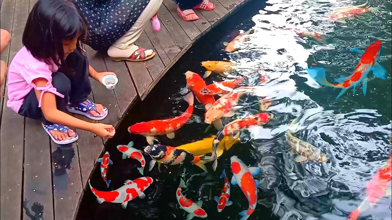 SERU BANGET..!!! Kasih makan ikan koi WARNA-WARNI | bagus banget warna ikanya