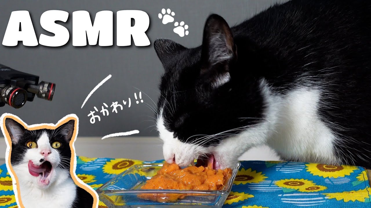 🍙ASMR（SUB｜Кошки едят влажный корм [звуки жевания].