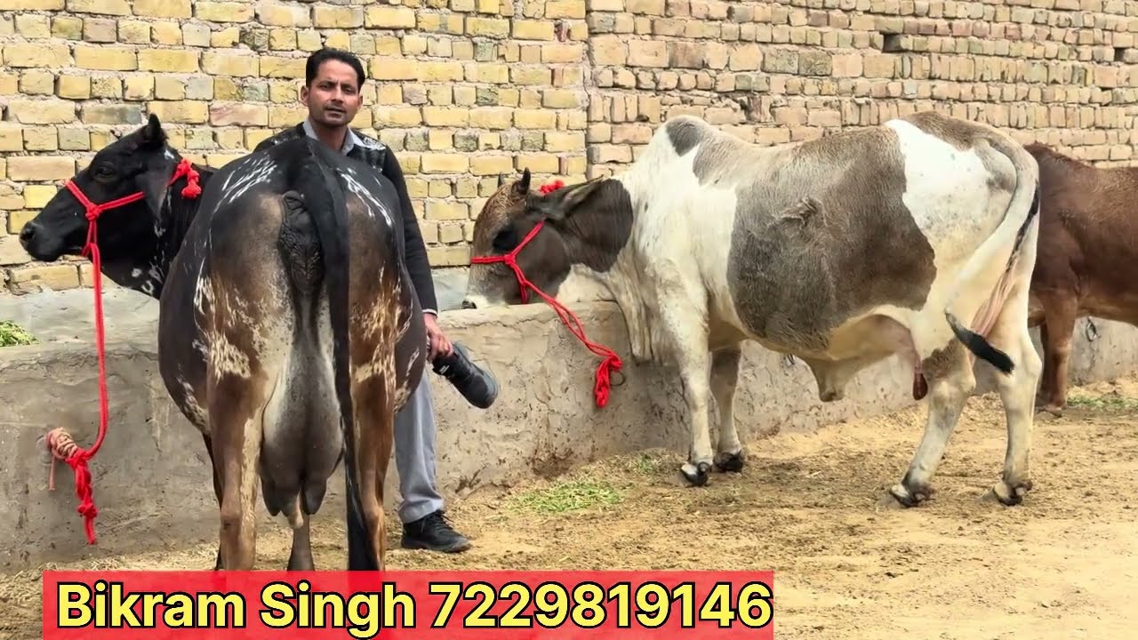 Cash on delivery, 💸Ke Badshah😱5000 cow 🐄 Aapke ghar Par🤫 transport be free🚚