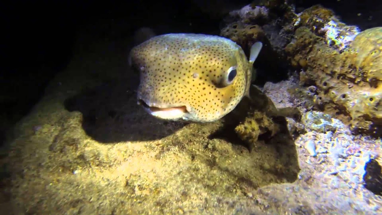 Bahamas night diving: Beautiful and Bizarre by Ken Riddick
