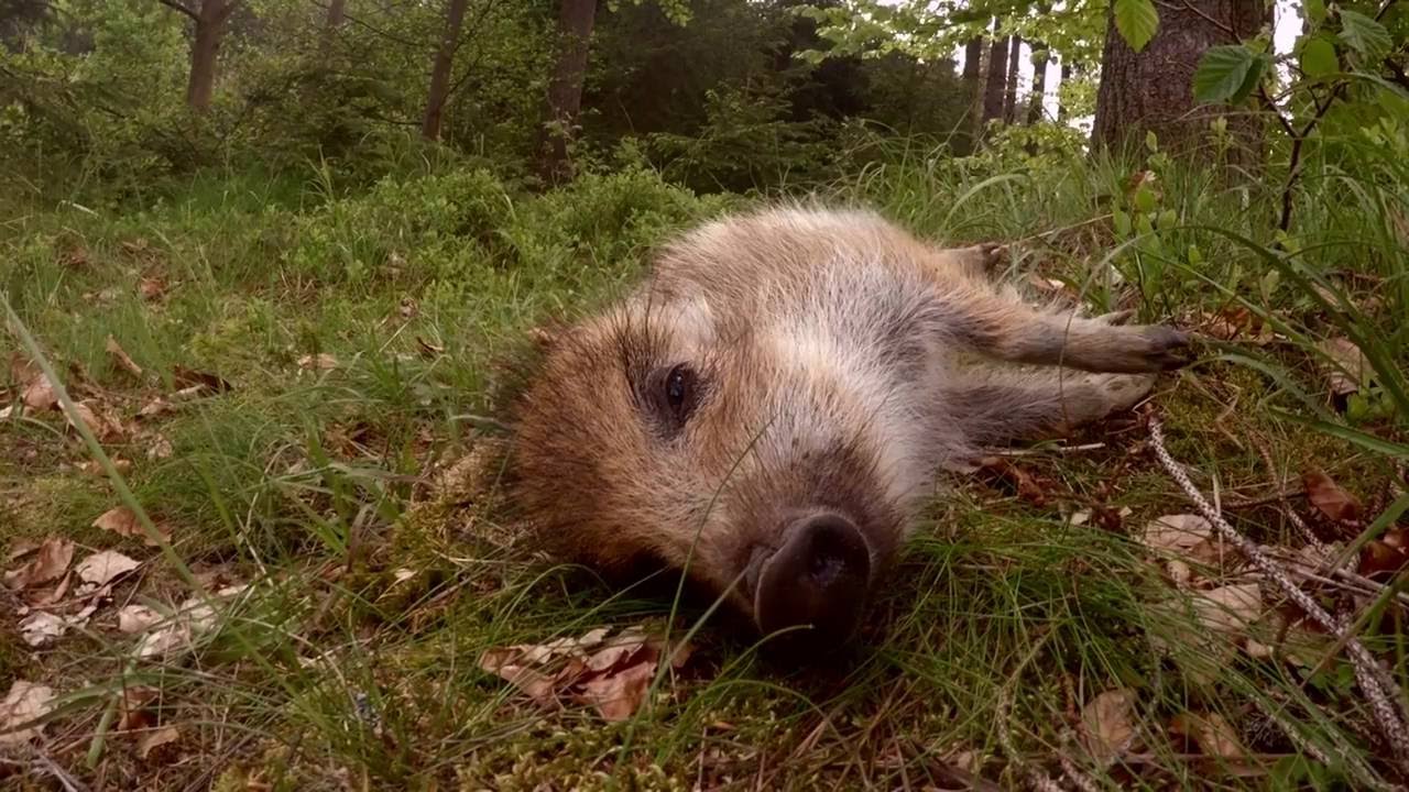 Obora Žleby Rozinka v lese