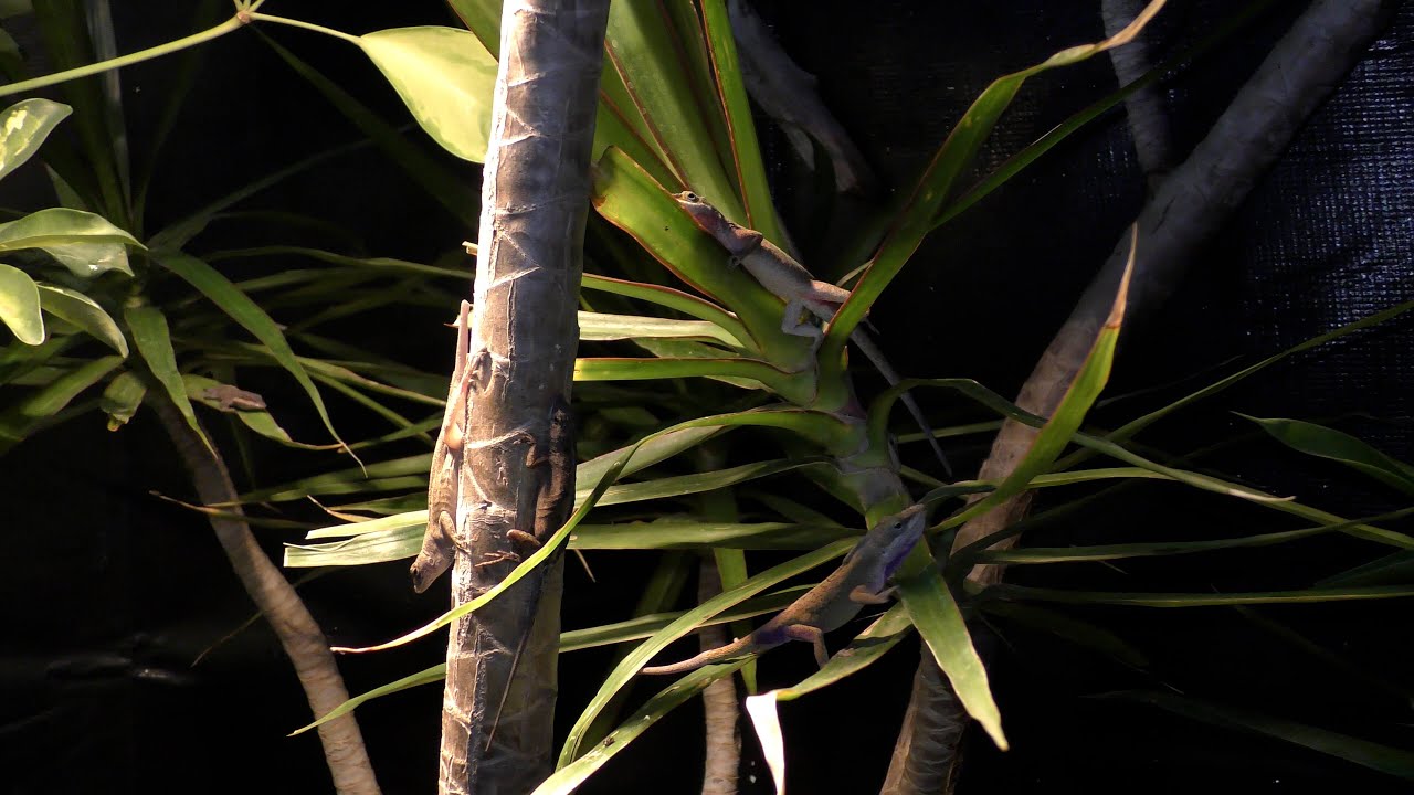 Reptile Garden Tour! Free Roam Territorial Reptiles | Anoles Are The Most Interesting Lizards Bro