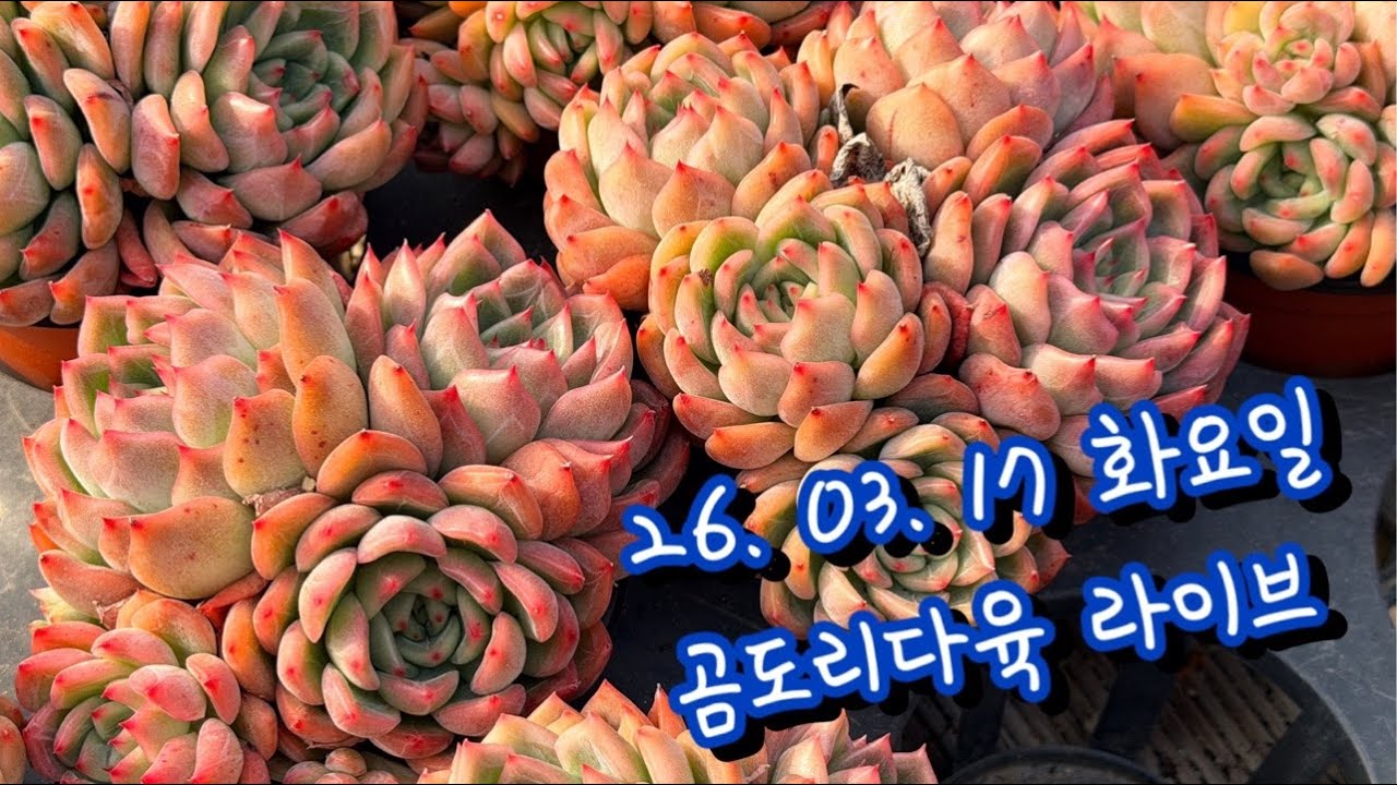 26. 03. 17. 화요 라이브  - 곰도리다육 라이브! #다육 #다육식물 #다육화분 #산삼 #산양삼 #친환경 #버섯 #표고버섯
