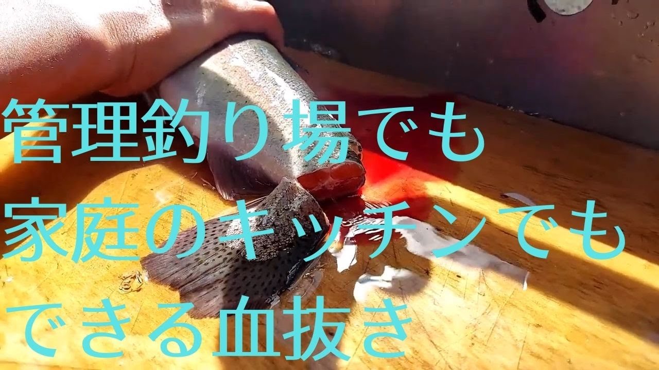 ロブルアーしもきんが挑む！ホースを使ったニジマスの簡単血抜き！