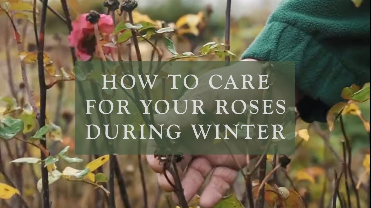 How to care for your roses during Winter by David Austin Roses
