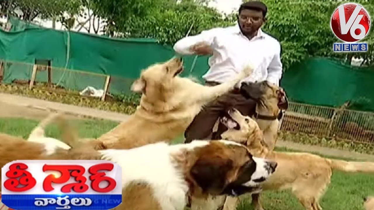Dogs Hostel In Gachibowli | Happy Dogs Kennel Training School | Teenmaar News | V6 News