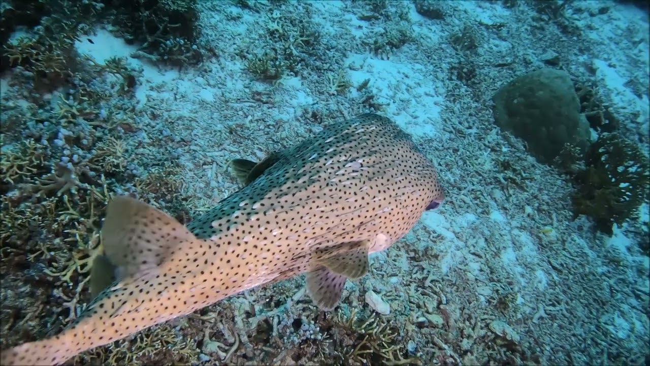 Tubbataha 2025 II