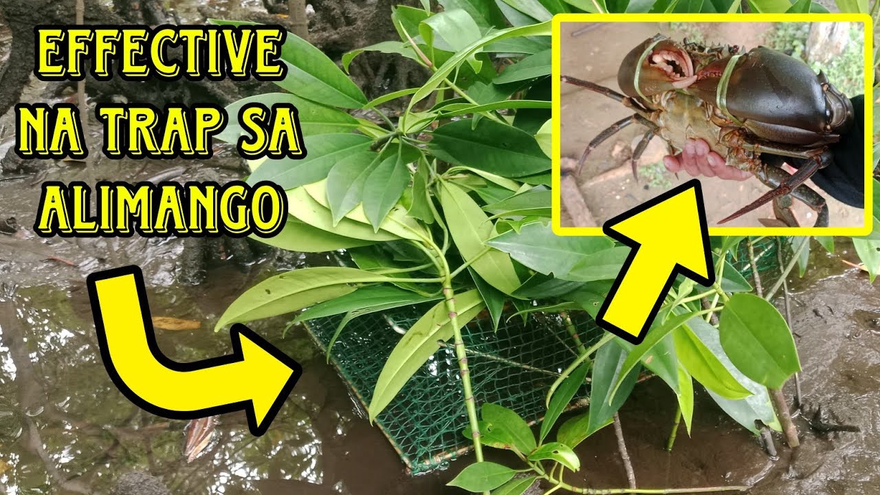 Tamang pagkakabit ng bobo trap pag kalakhan | alimango hunting 