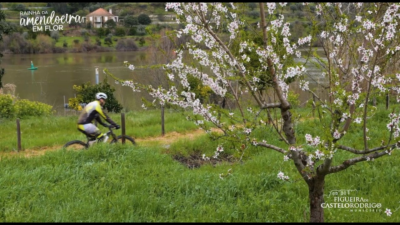 Rainha da Amendoeira em Flor 2026 - 6 e 7 de março - Figueira de Castelo Rodrigo