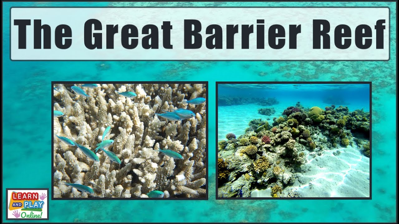 The Great Barrier Reef for Kids!