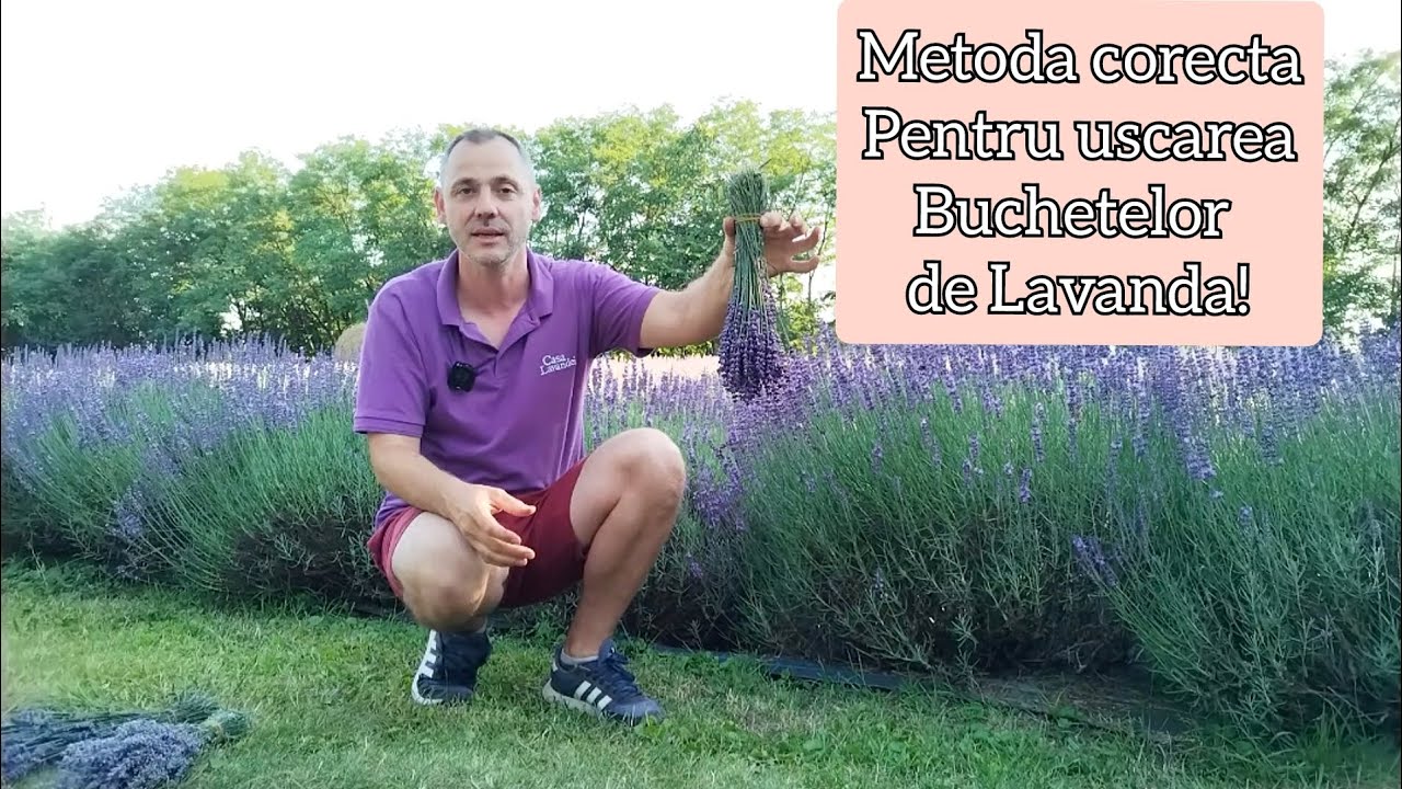 Cum se pastreaza buchetele de lavanda!