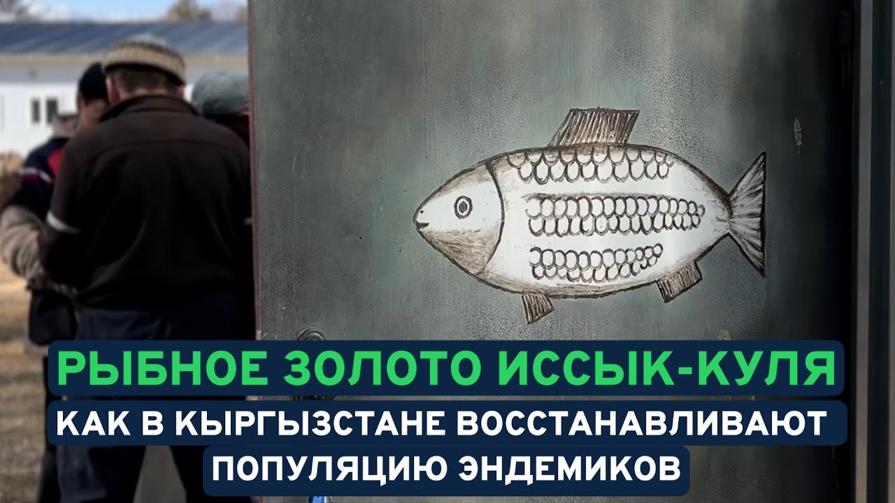 Рыбное золото Иссык-Куля.  Как в Кыргызстане восстанавливают популяцию эндемиков