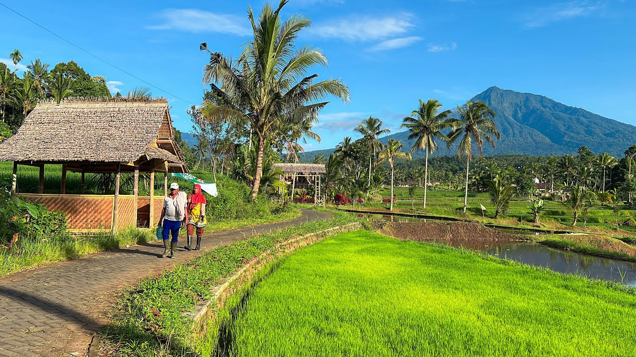ADEM TENAN, Suasana Pedesaan Jawa Timur - Banyuwangi Di Pagi Hari. Bikin Betah Berlama-lama Disini😁
