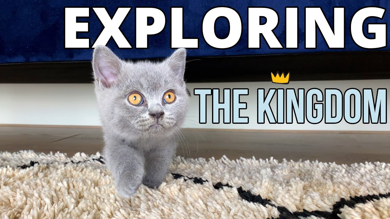 Lord Louis - Exploring the Kingdom