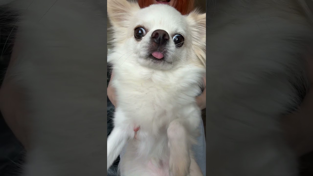 #fasoollka #twitch #egirl #cute #beautiful #cutegirl #dance #beautifulgirl #dog #animal