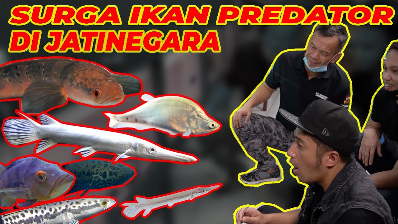 RACUN IKAN PREDATOR!!! SUMPAH BIKIN NGILER...