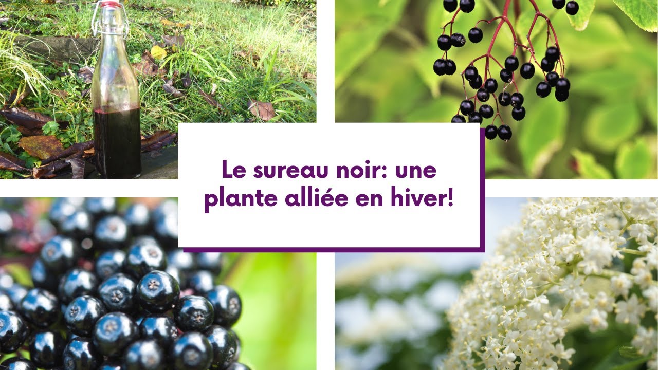 Les bienfaits du sureau noir et recette de sirop m&eacute;dicinal