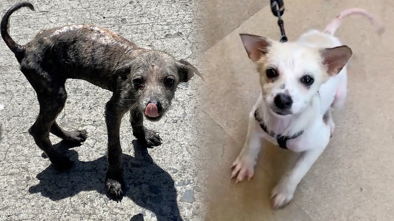 Motor Oil-Drenched Puppy Makes STUNNING Transformation Thanks to PETA Asia💙